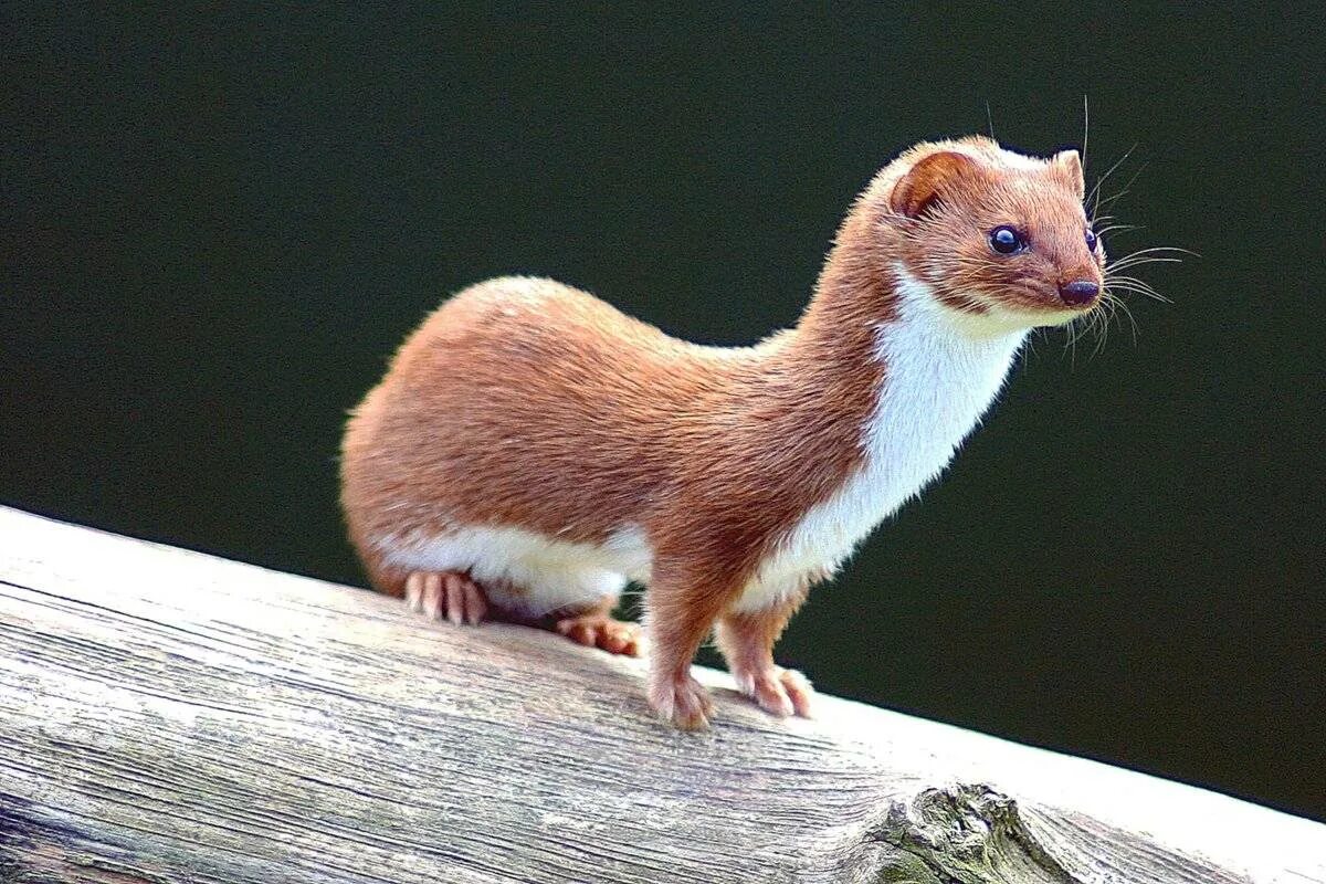 Белый зверек. Куньих). Ласка (mustela nivalis). Горностай (mustela erminea). Ласка обитает.