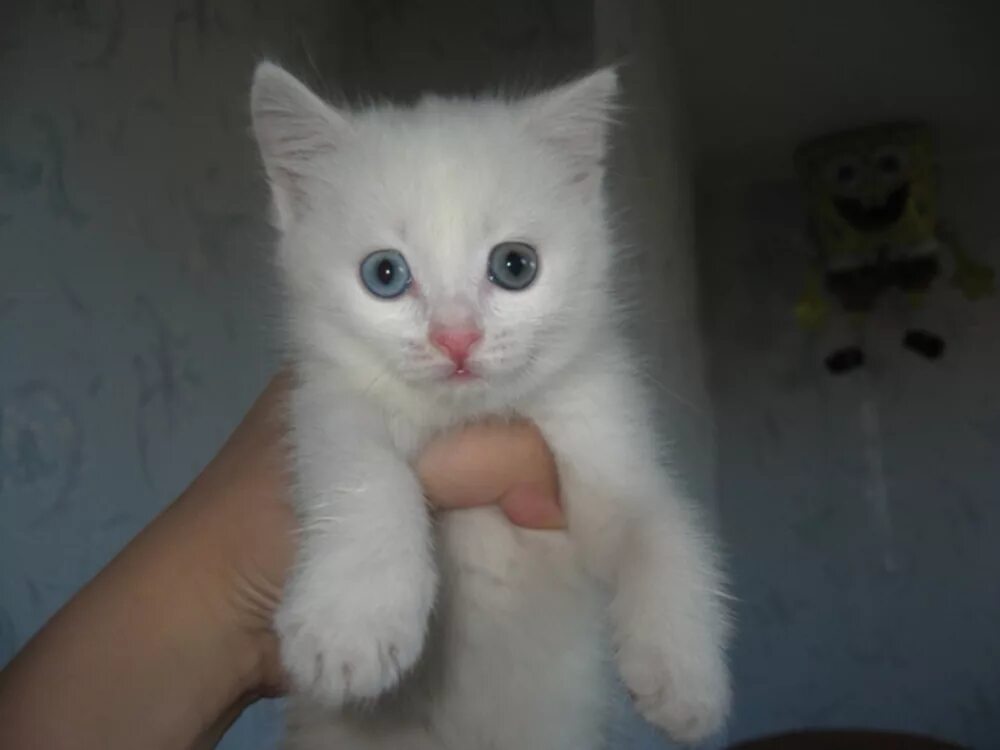 Авито нижний купить котенка. Котята 1 месяц белые. Белый котенок даром. Девочка с белым котенком. Кокеок белый с разными глазами.