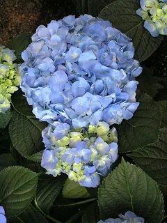 Blue plant