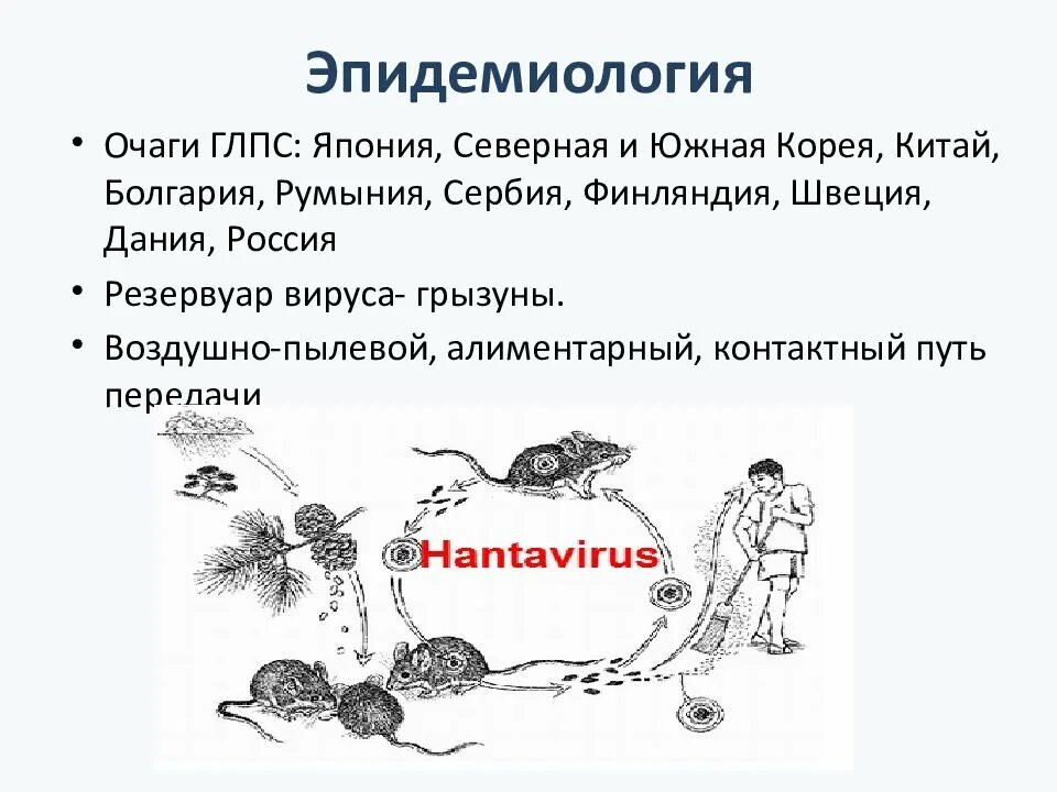 Экзантема при геморрагической лихорадке с почечным синдромом. Профилактика геморрагической лихорадки с почечным синдромом. Геморрагическая лихорадка крым-конго таксономия. Пути передачи вируса при геморрагической лихорадке. Геморрагическая лихорадка с почечным синдромом хантавирусы.