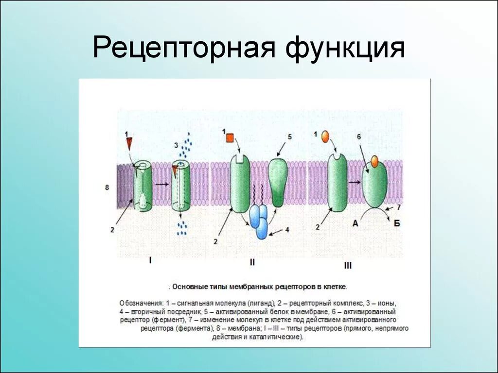 Функции белков рецепторов клеточных мембран. Белки рецепторы клеточной мембраны. Рецепторная функция плазматической мембраны. Функции рецепторов клеточных мембран.