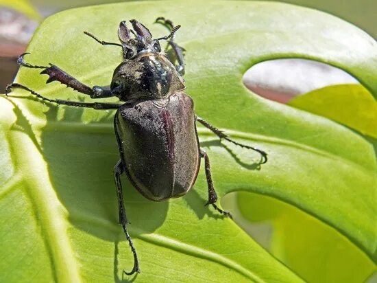 Жук полиграф фото Why some beetles like alcohol