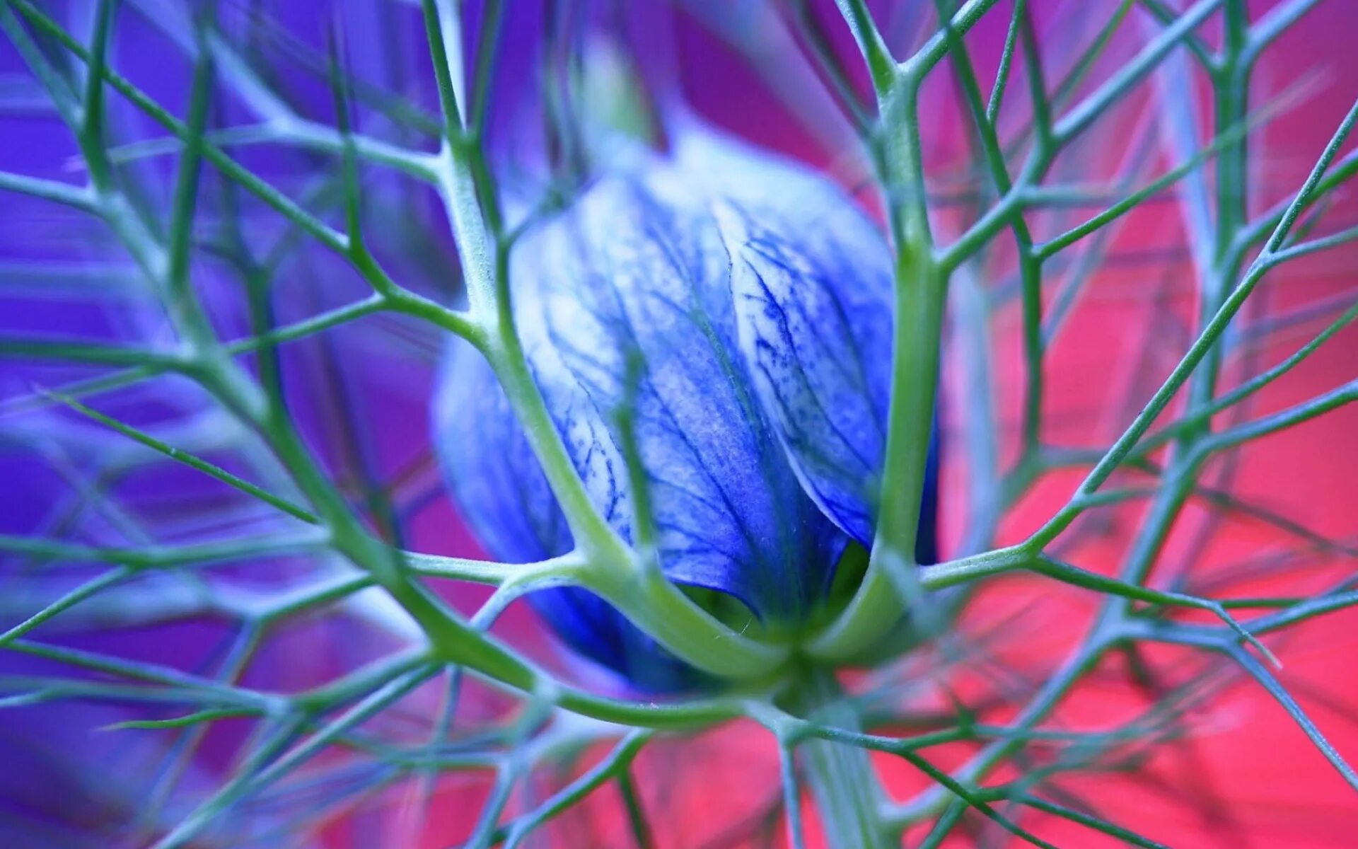Все новые растения. Нигелла голубая. Необыкновенные цветы. Цветы Макросъемка. Красивые цветы макро.