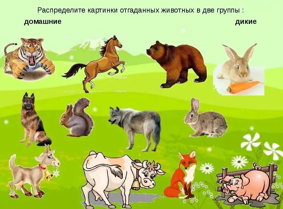 Домашнее 6 животных 2