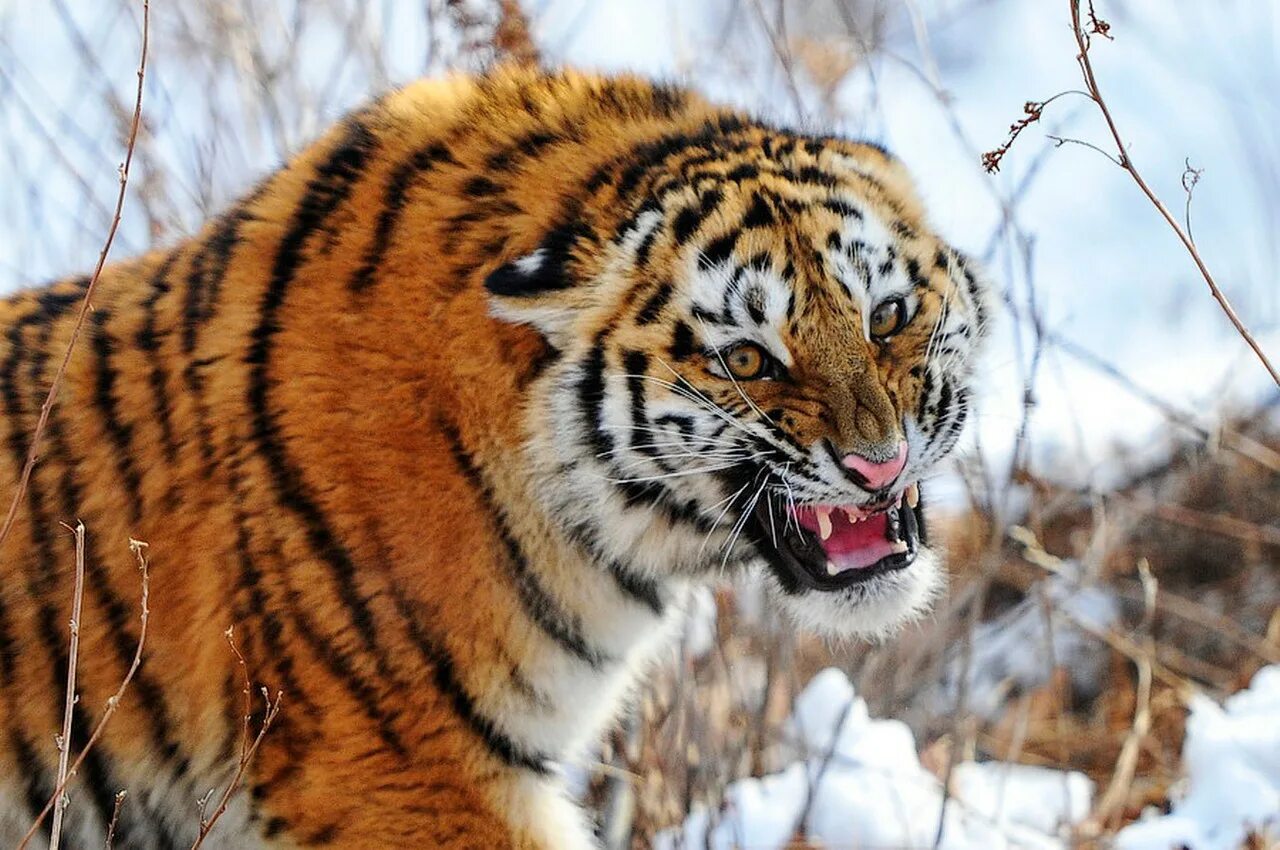 Ютуб дикий животный. Амурский (Уссурийский) тигр. Дальневосточный Уссурийский тигр. Уссурийский тигр и Амурский тигр. Амурский тигр Panthera Tigris altaica.