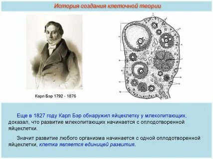 Согласно современной клеточной теории