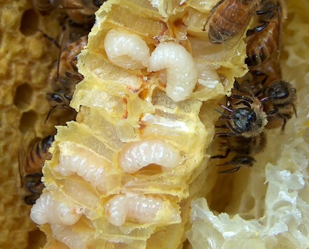 Яйцо – личинка – предкуколка – куколка – пчела. Личинка медоносной пчелы.