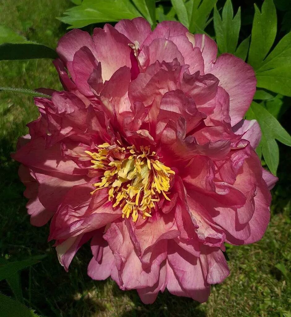 Пион Хиллари. Пион Ито Hillary (Paeonia Itoh). Пион Каллисто. Пион сорт Хиллари. Ито гибриды фото