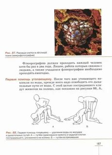 Учебник по биологии 8 класс параграф 6