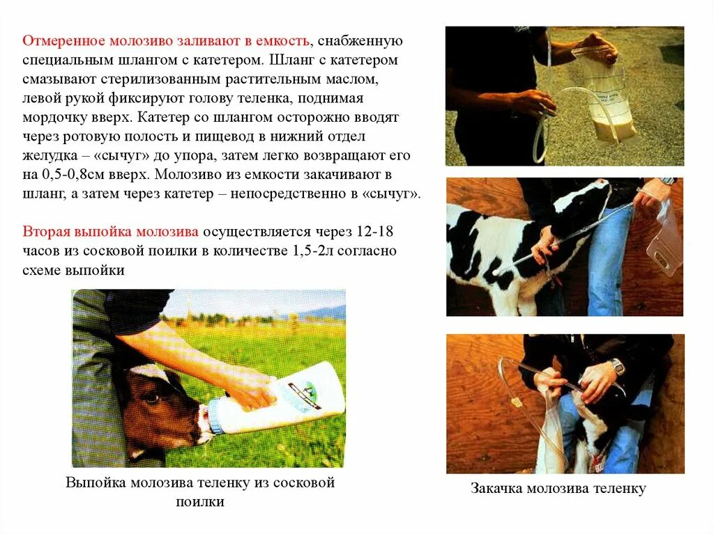 Выпаивание телят. Выпойка телят молозивом. Теленок. Выпойка телят молоком. Правильная выпойка телят.