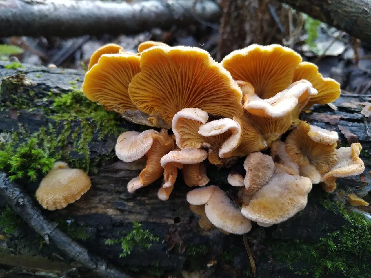 Самые ранние грибы. Вёшенка оранжевая (Phyllotopsis nidulans). Гриб вешенка оранжевая. Вешенка оранжевая съедобный гриб. Вёшенка обыкновенная съедобные грибы.