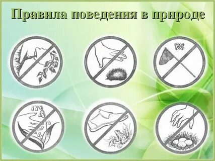 Картинки знаки поведения в природе