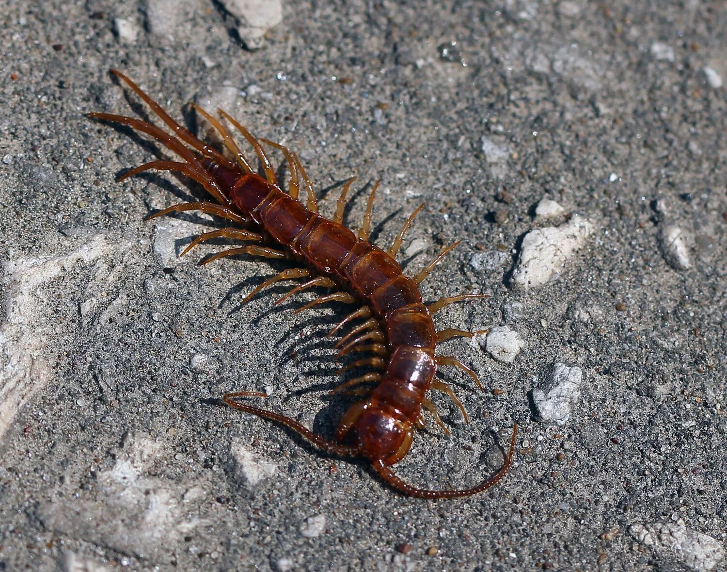 Костянка Lithobius forficatus. Костянка обыкновенная многоножка. Многоножка кивсяк огородный. Сколопендра костянка.