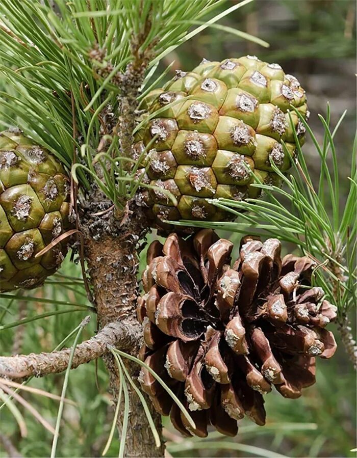 Хвойные орехи. Pinus pinea. Pinus pinea шишка. Сосна итальянская Pinus pinea шишка. Орехи пинии.