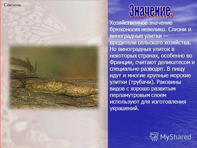 Значение слизня в жизни человека. Значение слизня в жизни человека. Строение слизня. Слизень биология. Слизень классификация.
