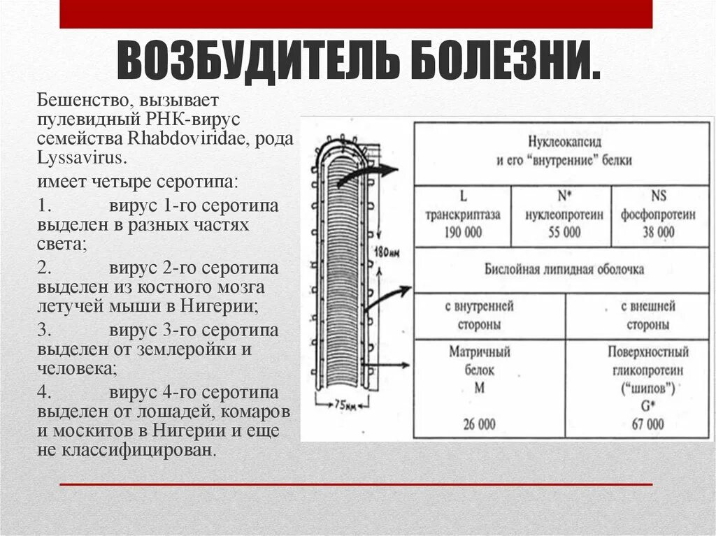 Классификация вируса бешенства. Бешенство возбудитель болезни. Фиксированный вирус бешенства. Вирусное заболевание бешенство.