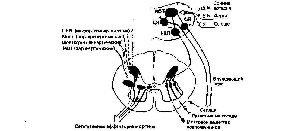 Висцеральные функции