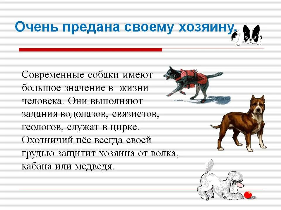 Роль собаки в жизни человека. Собаки в жижизни человека. Собака в жизни человека проект. Человек в роли собаки. Сочинение почему собаку принято считать другом человека