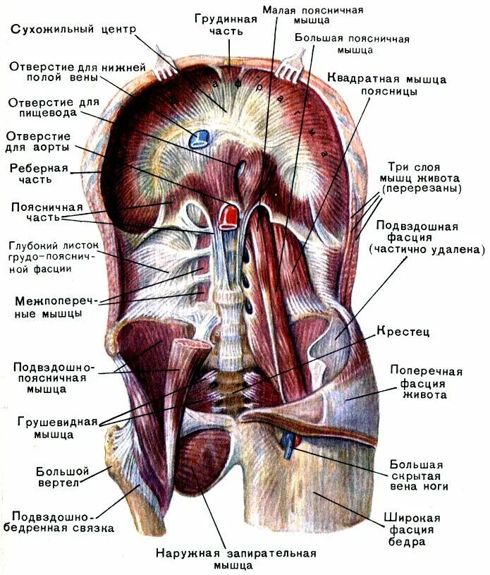 Строение органов человека сбоку справа. Диафрагма вид снизу со стороны брюшной полости. Части поясницы