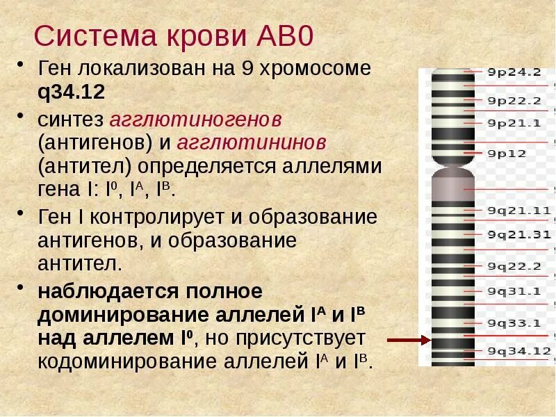 Какие гены контролируют Синтез белков агглютиногенов. Ген i контролирует и образование. Локализация генов в хромосомах. На 9 хромосоме локализуется ген. Ген 1 телефон