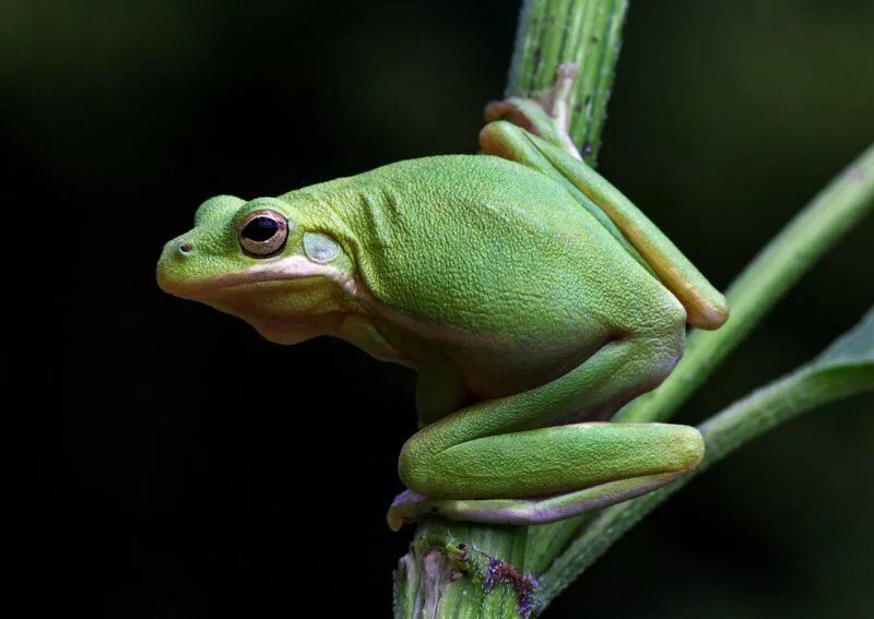 Elephant frog. Лягушонки. Серая древесная лягушка. Лягушонки фоточки. Тигр и лягушка.