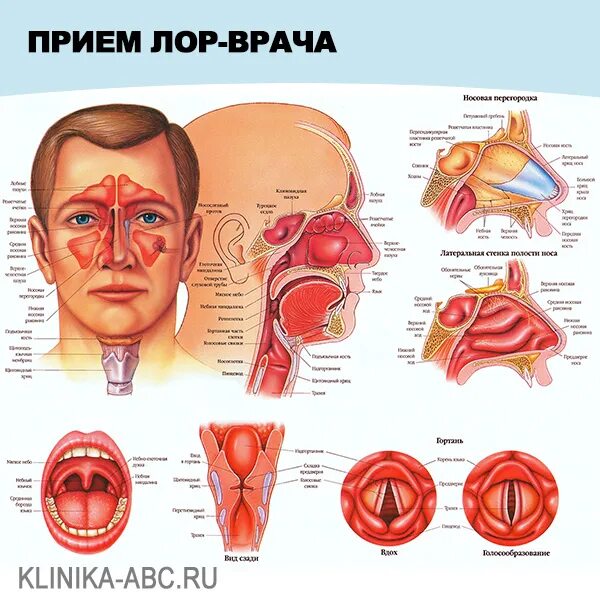 Плакат обучающий А2 ламинир. Ухо, горло, нос медицинский плакат 457x610 мм - куп