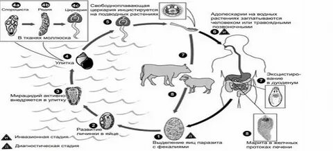 Класс сосальщики жизненный цикл