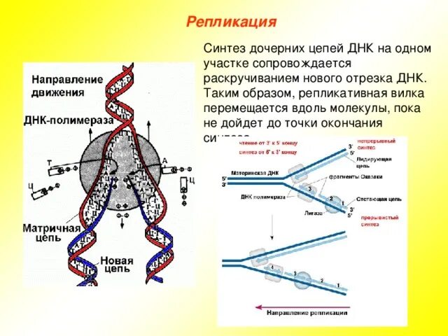 Образование дочерних днк. Репликация ДНК С дочерней цепью. Репликация отстающей цепи ДНК. Механизмы репликации 2 цепочной ДНК схема. Синтез ДНК В репликативной вилке.