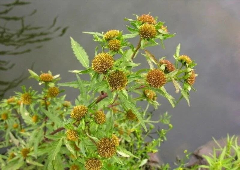 Череда трехраздельная (bidens tripartita l. Череда полевая. Трава череды сырье. Череда трёхраздельная. Череда трехраздельная трава.