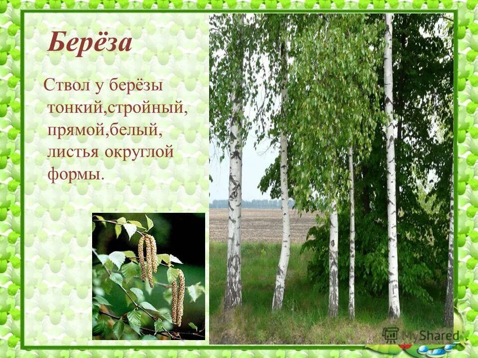 полосы на коре берёзы. березовая роща бишкек. почему березы белые. полоски на березе. почему береза черно белая.