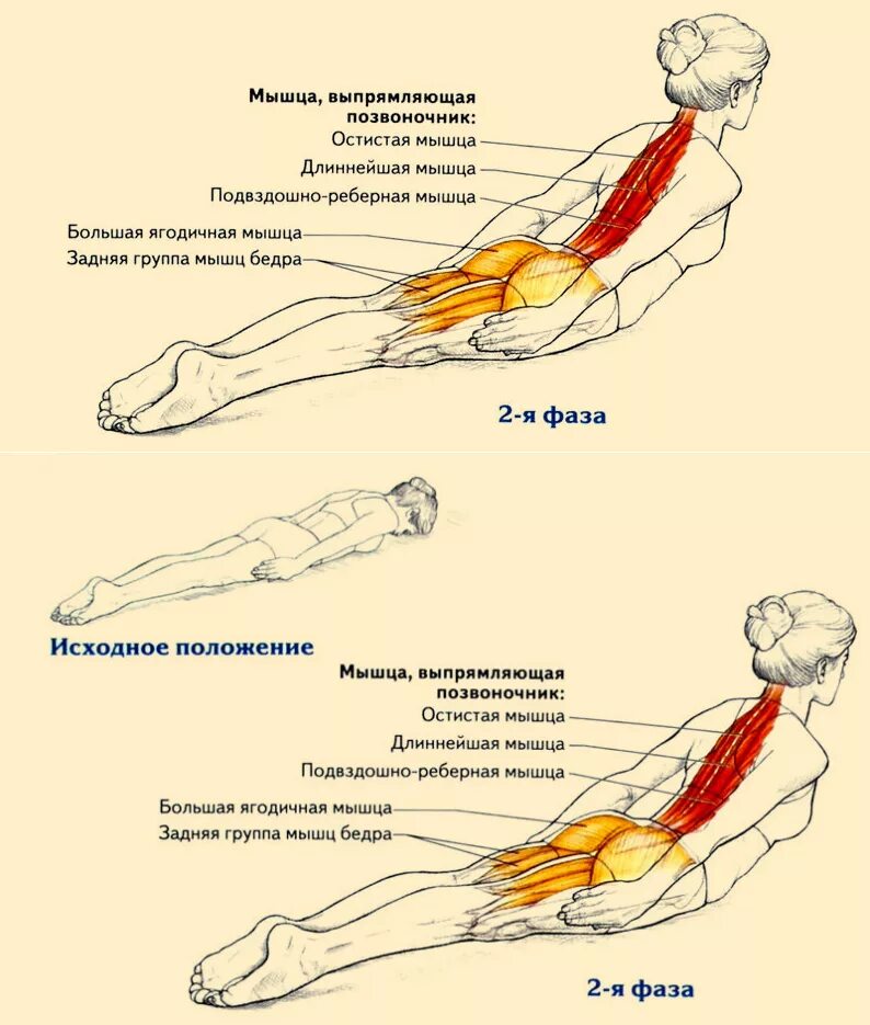 Упражнения на спину. Упражнения для мышц поясницы. Упражнения для укрепления спины. Упражнения и задействованные мышцы.