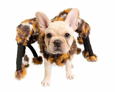Scary pet