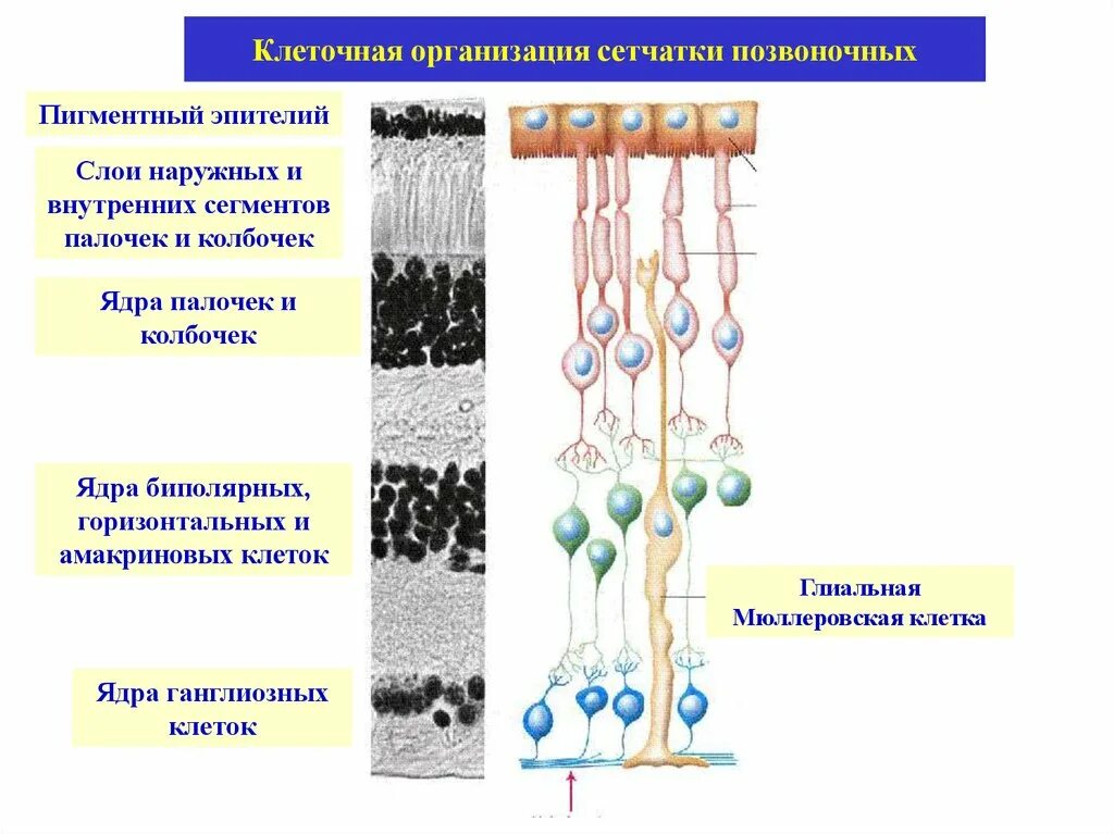Функции пигментного эпителия сетчатки. Пигментированный эпителий сетчатки. Пигментный эпителий сетчатки гистология. Строение сетчатки клетки Мюллера.
