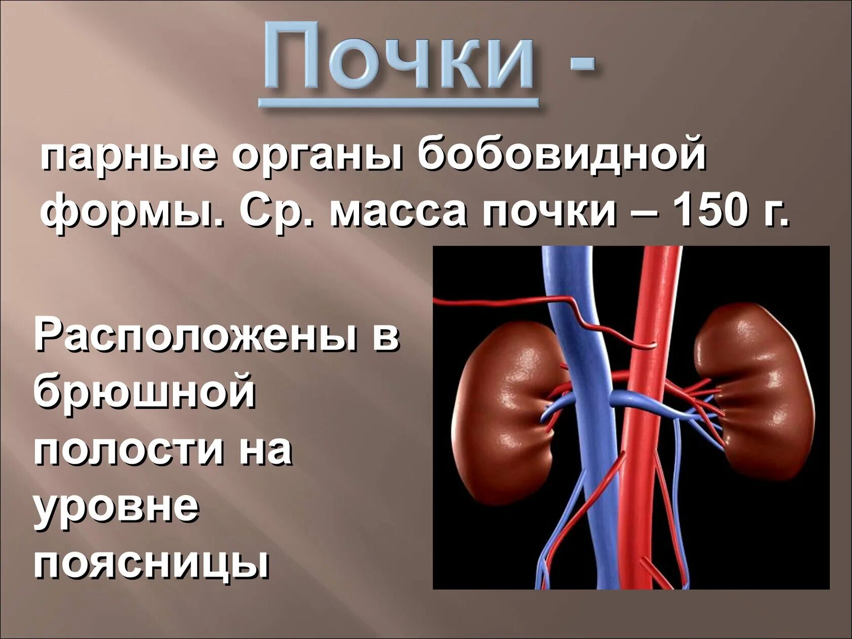 Выделительная система человека. Функции выделительной системы. Почки парные органы бобовидной формы расположены. Парные органы в организме