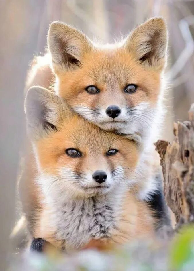 2 красивых животных