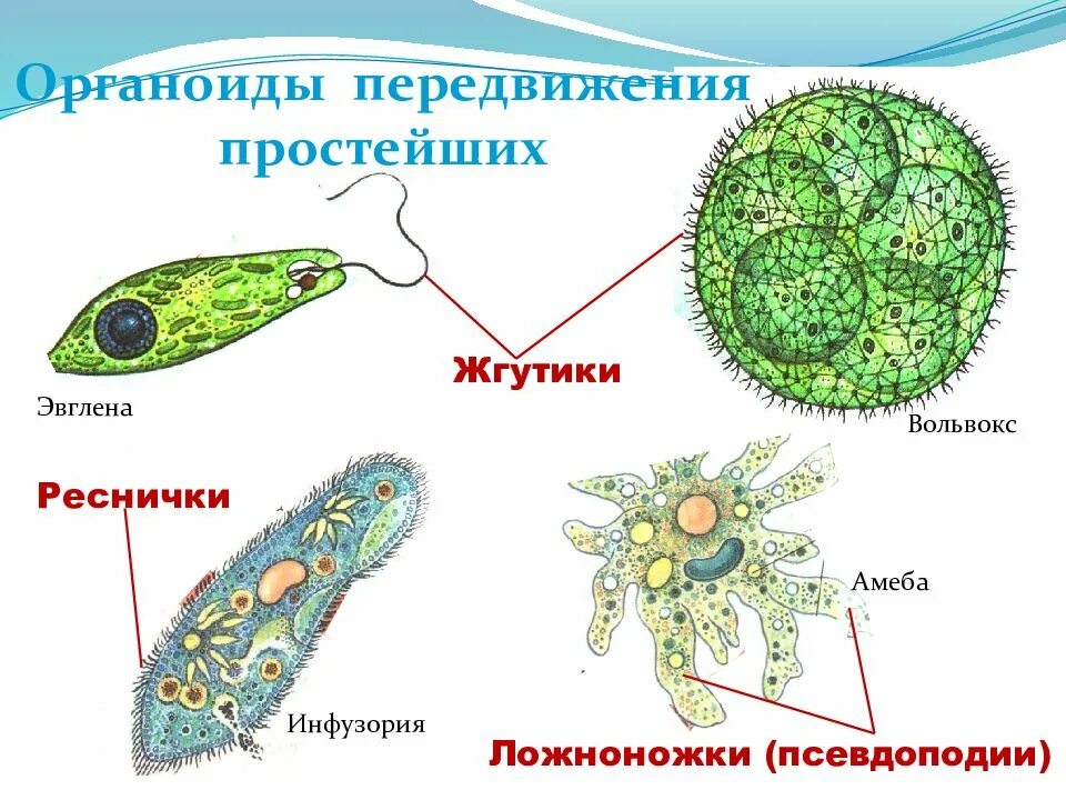 Инфузория туфелька ложноножки. Органоиды движения одноклеточных животных. Органоиды движения псевдоподии. Органы движения простейших одноклеточных животных. Органоиды движения простейших.