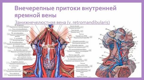 Тромбоз яремных вен