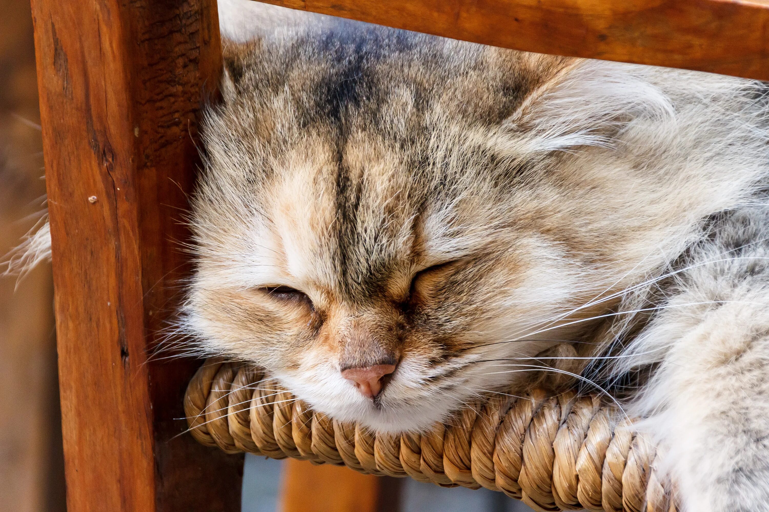 Lay the cat