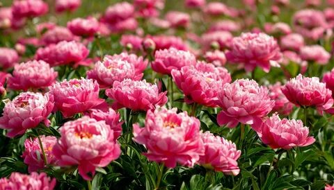 Қара фонда пиондар фотосы