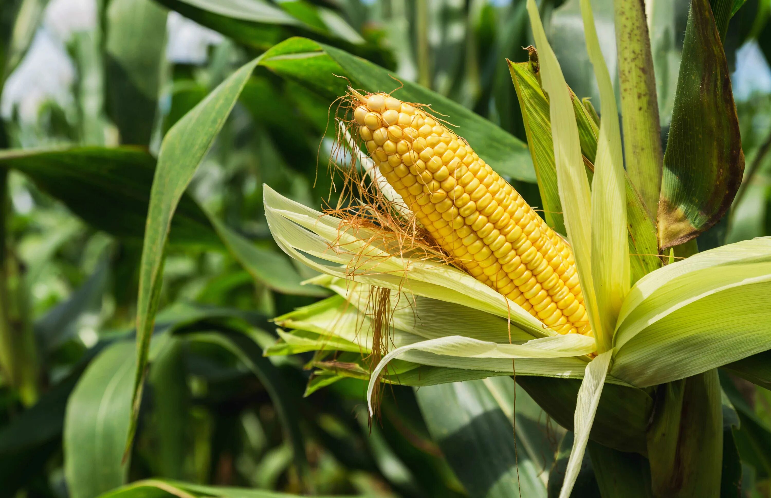 Corn кукуруза. Пленчатая кукуруза. Кукуруза злаковое растение. Кочерыжка кукурузы. Поле кукурузы с початками.