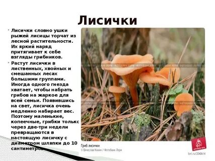 Чем полезны лисички грибы для человека