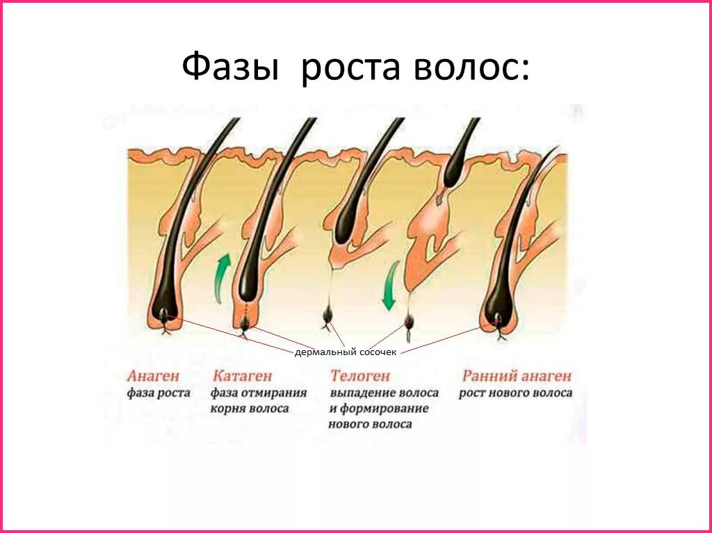 Анаген катаген телоген волос. Фазы роста волос шугаринг. Фазы роста катаген. Жизненный цикл волоса.