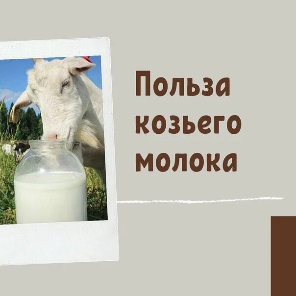Почему сворачивается козье молоко. Козье молоко. козье молоко упаковка. коза молоко. польза козьего молока.