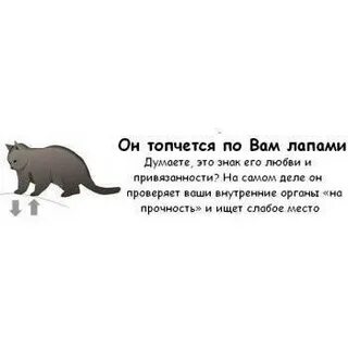 Почему коты топчут