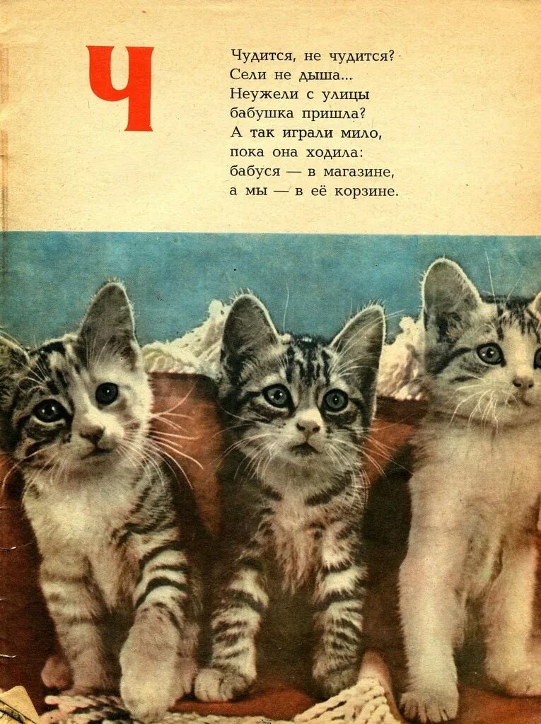 Азбука стих котята. Стихи про котят. Кошкина азбука 1976. Стихи про котят. Азбука стих котята.