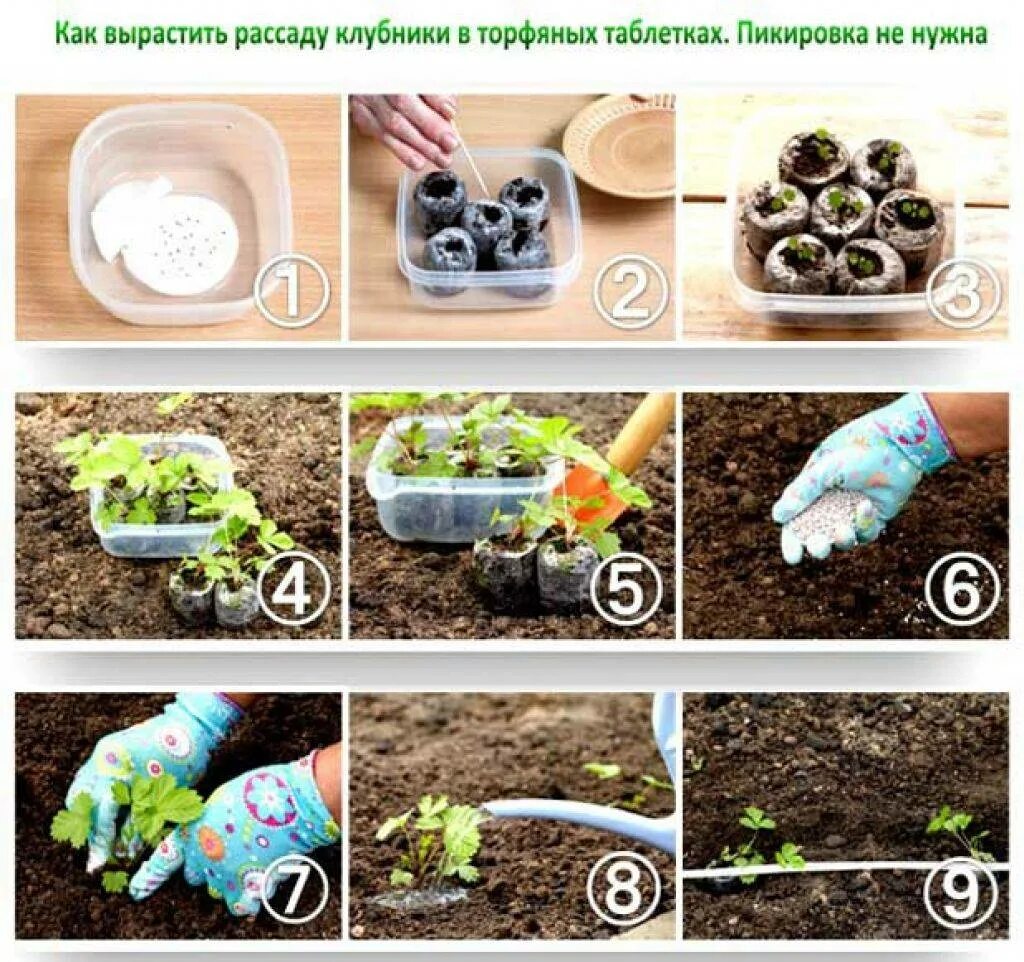 Как прорастить землянику. Посадка клубники семенами. посадка на рассаду землянику из семян в домашних. сажаем клубнику семенами. посадка земляники семенами на рассаду.