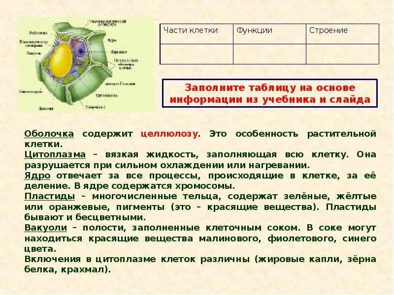 Структура биологической клетки. Строение клетки анатомия конспект. Строение клетки информация. Строение клетки и функции 5 класс биология. Строение растительной клетки 5 класс биология презентация.