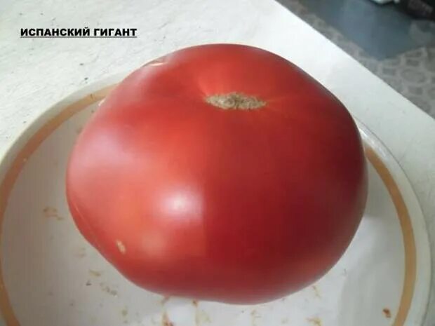Сорт томата испанский гигант. Испанский гигант. Испанский гигант. Помидор гигант. Томат испанский гигант.