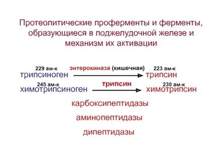 Роль протеолитических ферментов