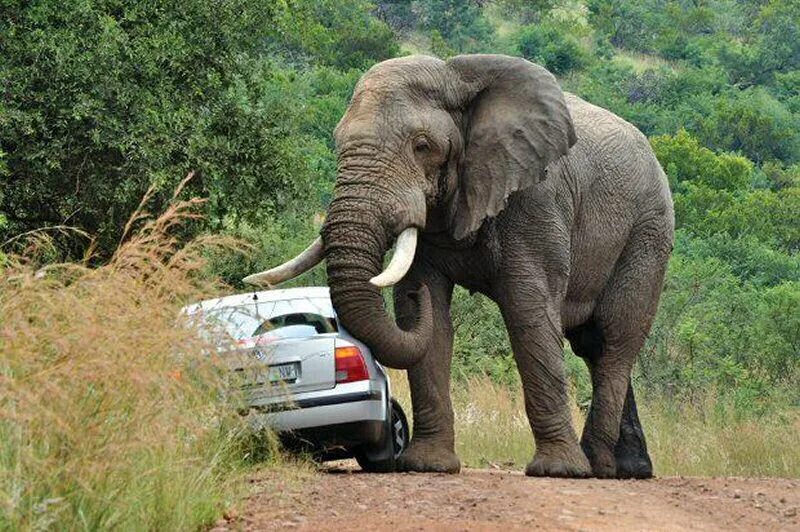 Huge elephant. Слон. Африканский слон. Слон автомобиль. Африканский слон и машина.